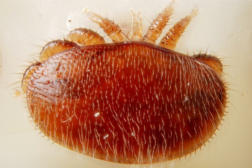Traitement varroa : pourquoi et comment utiliser l’acide oxalique en égouttement ? Varroa Destructor 1024x683