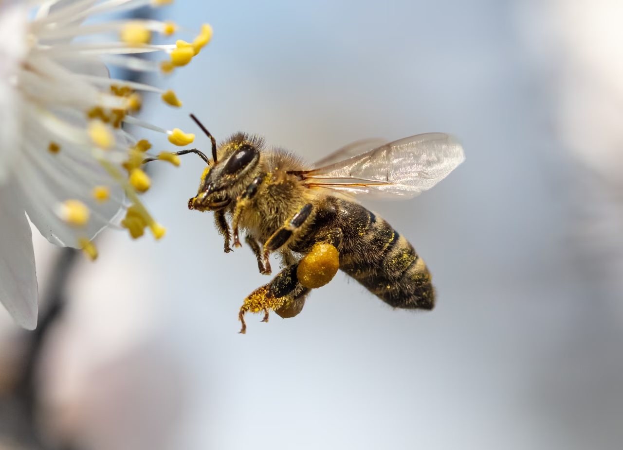 L&rsquo;abeille: un petit insecte, un grand monde