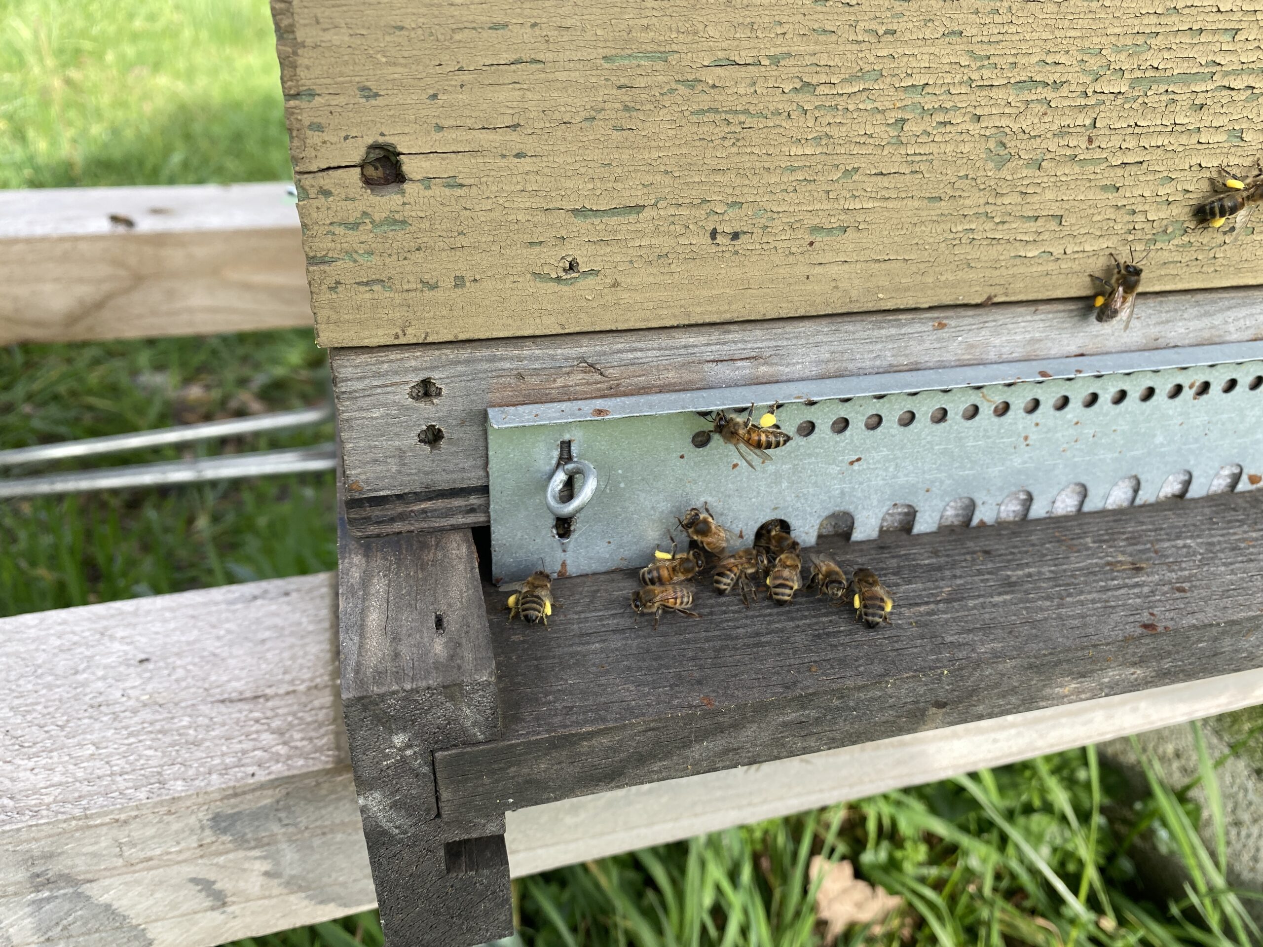 Premiers rayons de soleil: les ruches en ébullition