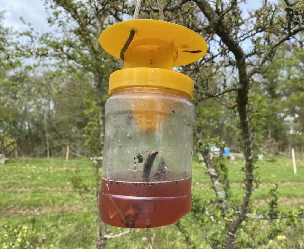 Piéger les reines de frelons asiatiques: utile ou fausse bonne idée? piege frelon