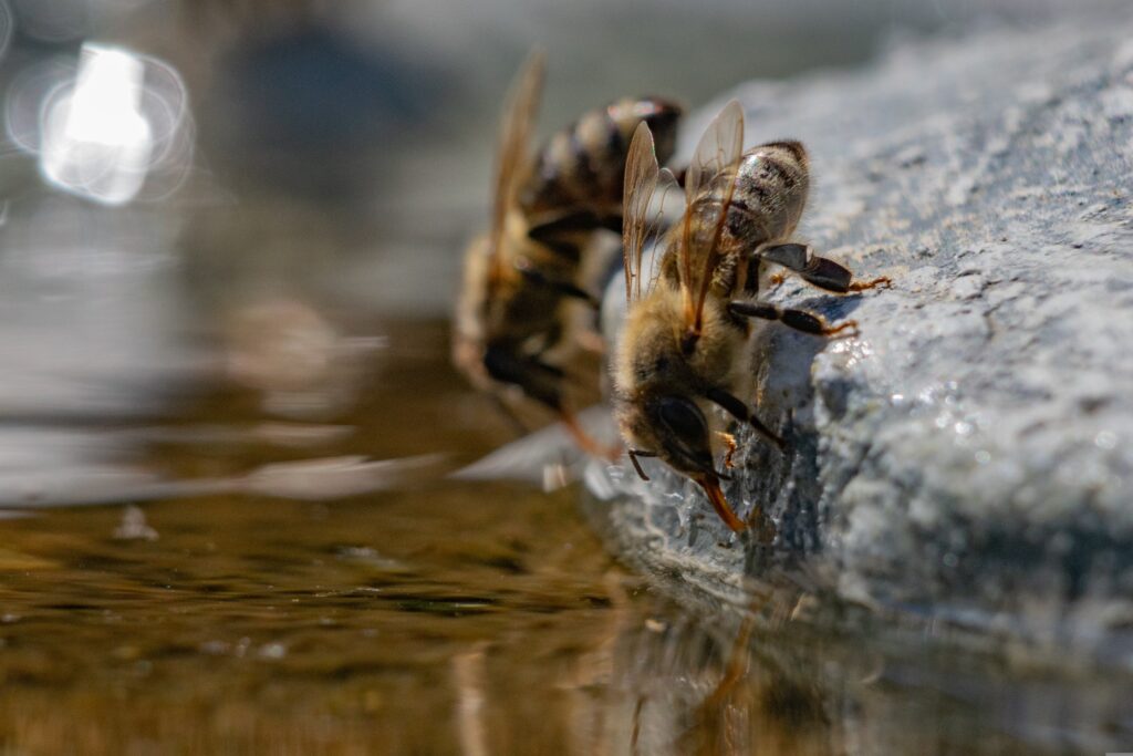 abeilles qui boivent de l'eau